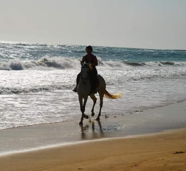 Tour de chevaux