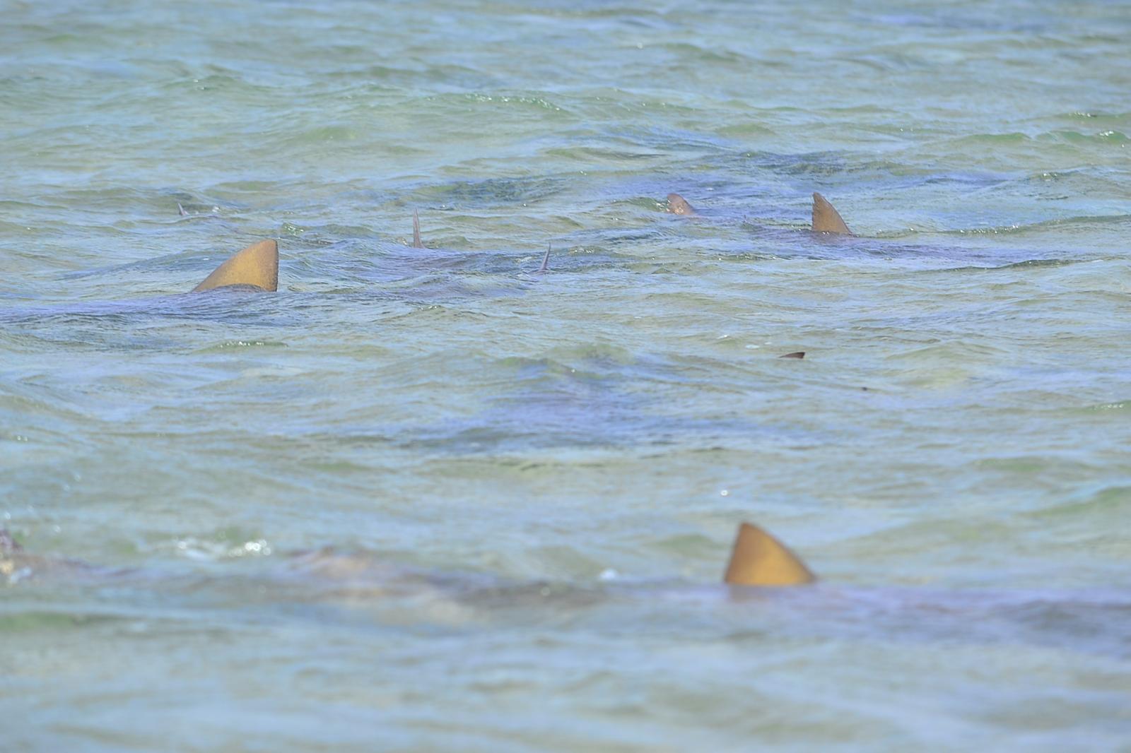 Requins