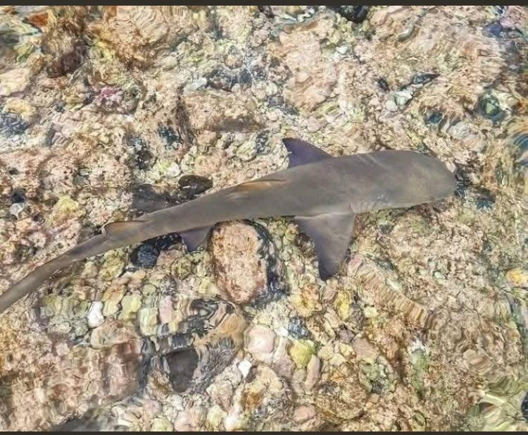 Requins