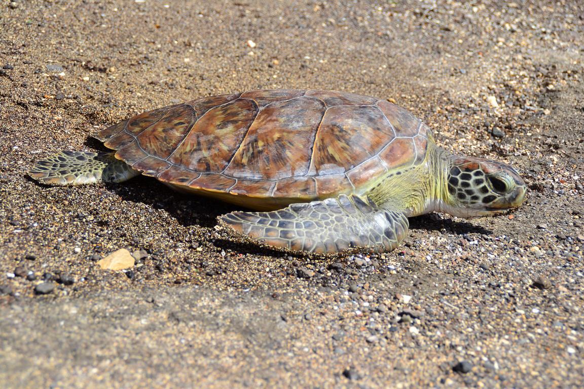 Tortues marines