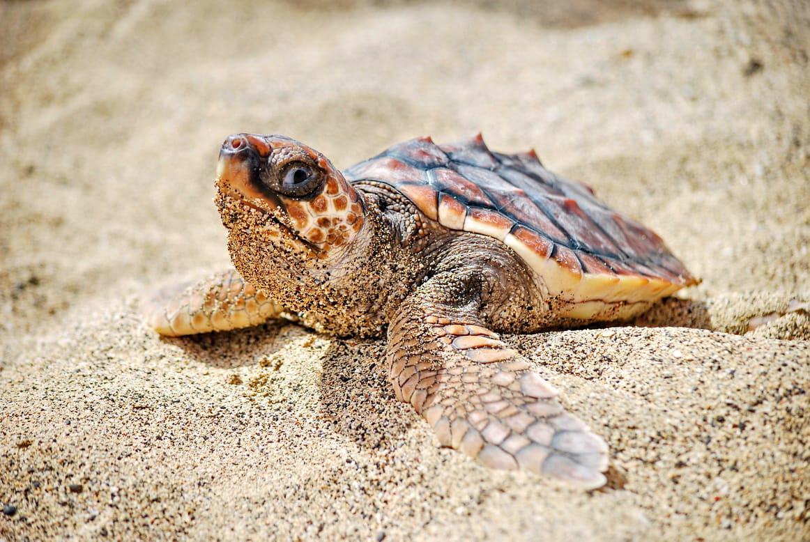 Tortues marines